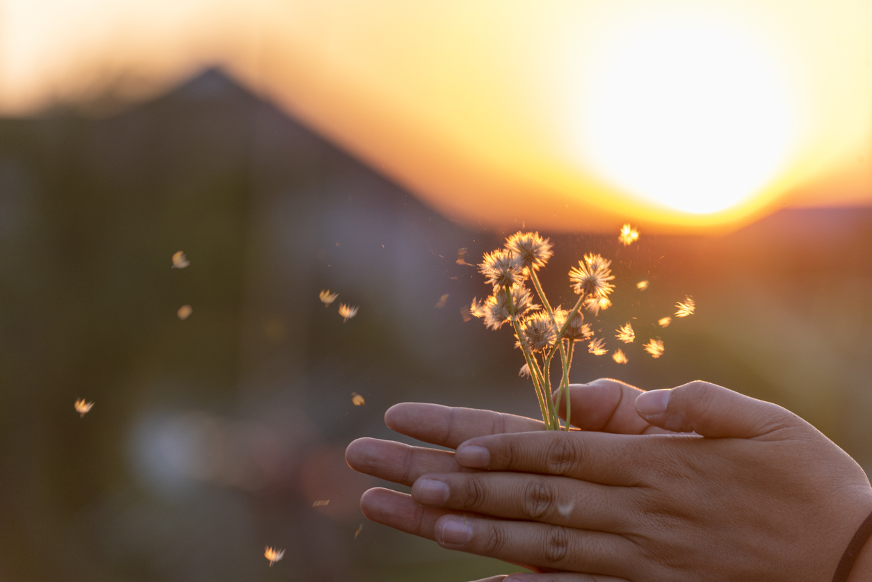 image of flowers held in hand 