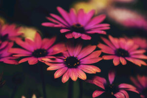 New Volume: Journal Transformance