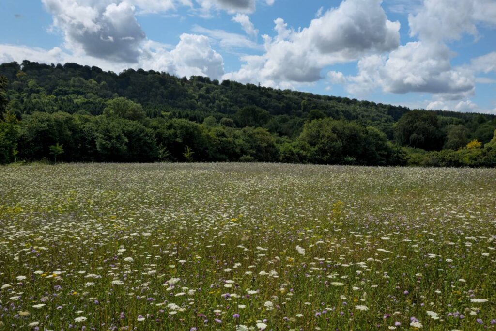 A meadow of wildflowers beneath wooded hills and a bright summer sky